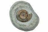 Beautiful, Ammonite (Arnioceras) Fossil - England #240738-1